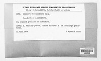 Clitocybe bresadoliana image